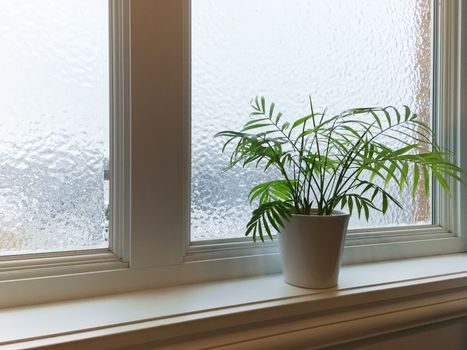 Green plant on a windowsill. Frosted winter window.