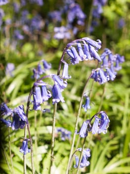 a bunch of bluebells outside in a field in day light fresh spring
