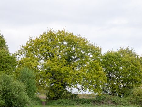 lovely large tree outside in the spring afternoon in the country in spring natural