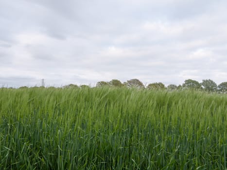 lush field of crop seen from the side at end of day in spring
