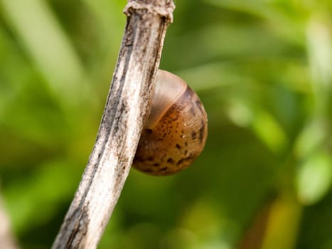 close up of a shell outside attached to a branch brown empty isolated bokeh macro with high detail in late afternoon spring light outside