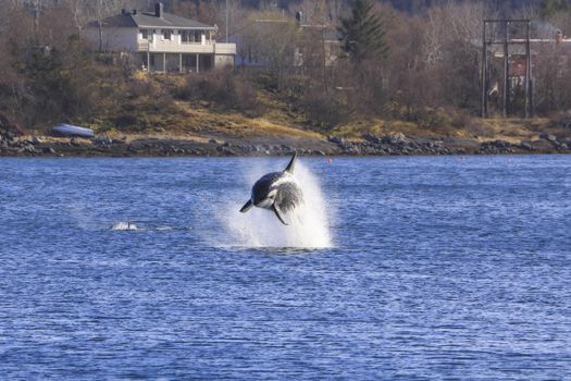 Spekkhoggere på besøk ved Nausholmen i Brønnøysund