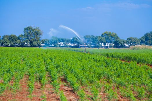 farm products, Converter plant cultivation, commercial kitchen garden.