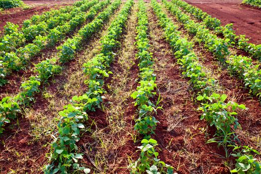 farm products, Converter plant cultivation, commercial kitchen garden.