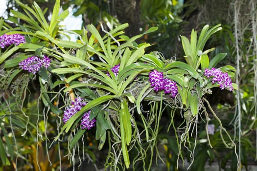 Purple orchid in the garden, Rhynchostylis flowers are fragrant.