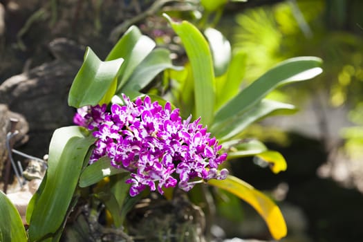 Purple orchid in the garden, Rhynchostylis flowers are fragrant.