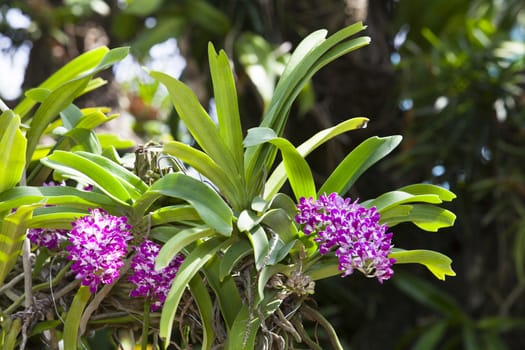 Purple orchid in the garden, Rhynchostylis flowers are fragrant.