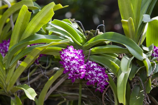 Purple orchid in the garden, Rhynchostylis flowers are fragrant.