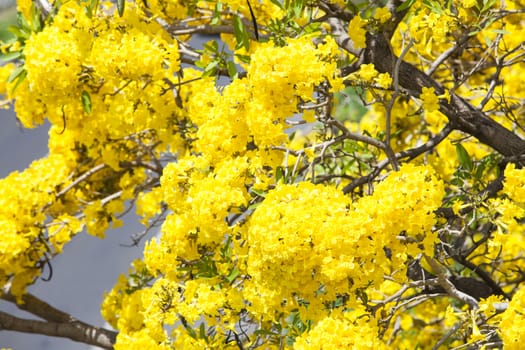 Pink Trumpet Tree ,Tabebuia rosea (Bertol.) DC,Yellow Pridiyathorn,Yellow flowers in nature.