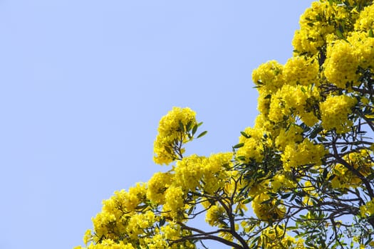  Pink Trumpet Tree ,Tabebuia rosea (Bertol.) DC,Yellow Pridiyathorn,Yellow flowers in nature.