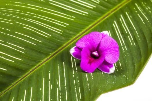 purple orchid  flowers on green leaf background.