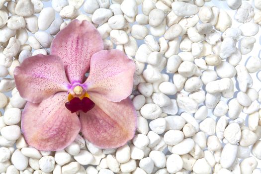 Orange orchids on a stone background.