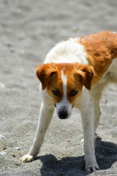 White and red-colored dog on the beach of Tersta on the island of Crete