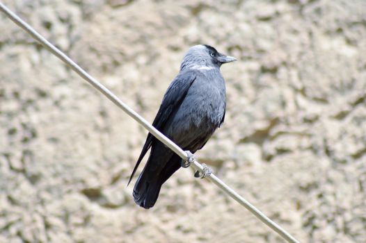 Black Crow Set on a Cable with Looking Up on the Island of Crete