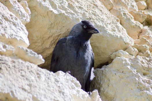 Black Crow in a Crevasse with Looking Up on the Island of Crete