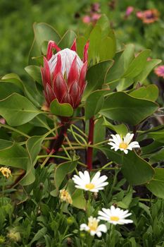 Young protea in the garden