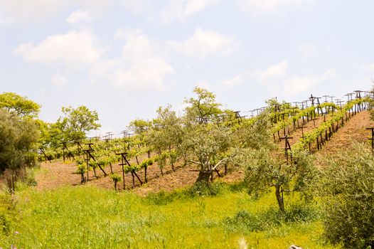 Vineyards and olive trees on a small hill in the center of Crete