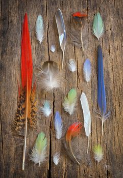 Collection of different color feathers on old wooden table