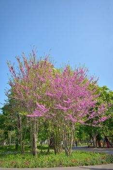 Cercis siliquastrum- Judas tree in spring time