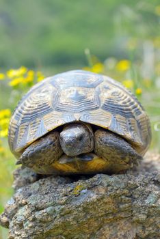 Testudo graeca ibera in forest