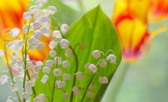 Lily of the valley (convallaria majalis) in garden