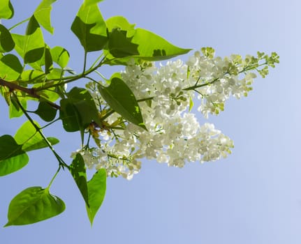 Branch of the lilac with the white flowers against the sky
