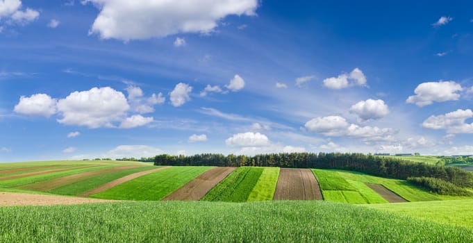 Agricultural grounds with plowed fields and fields sowed with different crops on the background of the forest and sky with clouds at late spring
