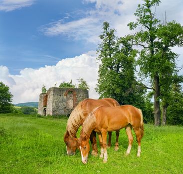 Two bay horses grazing on the grassland on the background of the ruins of the castle
