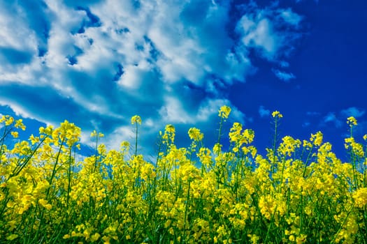 Low angle view on rape field in sunlight