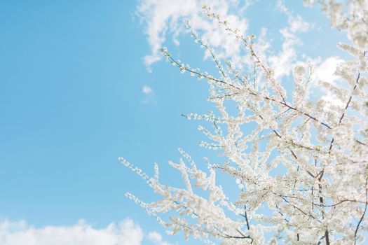 Beautiful cherry blossom tree. Flowers of spring