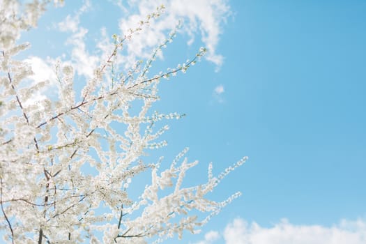 Beautiful cherry blossom tree. Flowers of spring