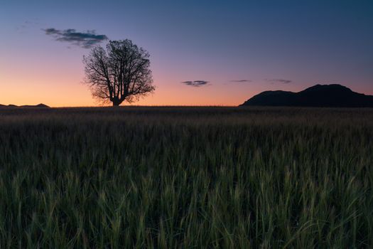 Green barley field ans a lonely oak at sunrise