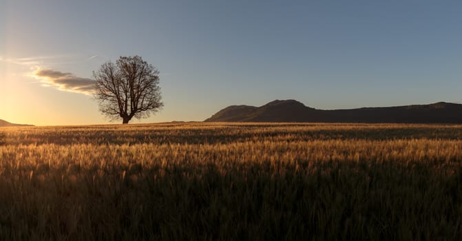 Green barley field ans a lonely oak at sunrise