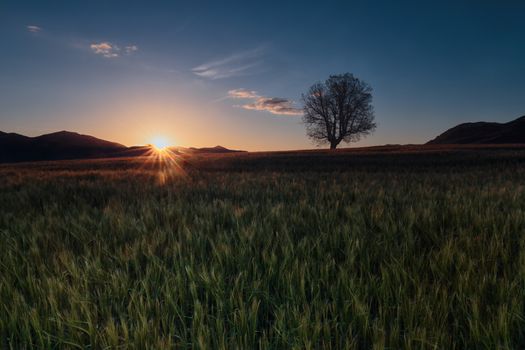 Green barley field ans a lonely oak at sunrise
