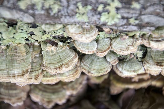 Shelf fungi clinging to a dead tree in Kentucky.