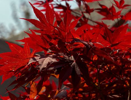 Japanese maple tree leaves viewed up close.