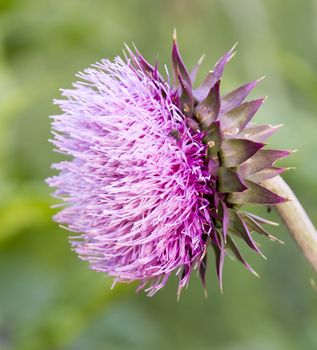 A pink and spiky flower in a park in Minnesota.