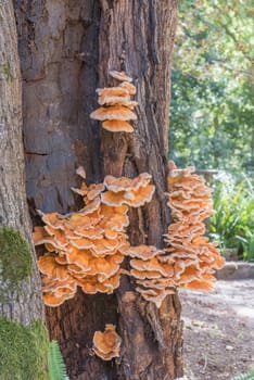 Mushroom-like fungus growing on a tree at the Genadendal mission station in South Africa
