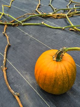 Orange pumpkin growing on a vegetable patch. Autumn garden.