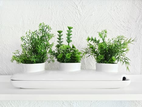 Green plants in a white decorative ceramic pot. Home decor.