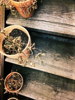 Dry wilted plants in clay pots on an old wooden staircase.