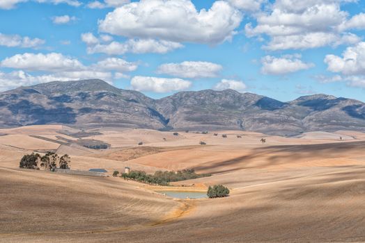 A farm scene next to the Middelplaas Road near Caledon in the Western Cape Province