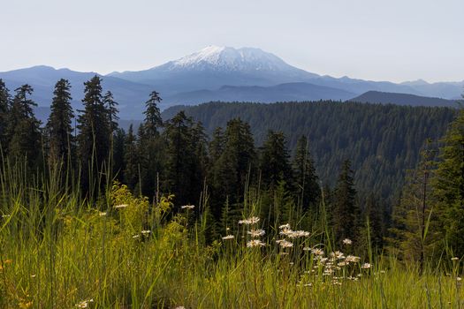 Mount Saint Helens in the summer landscape at Gifford Pinchot National Forest in Washington State