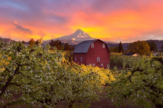 Sunset over Mount Hood and Red Barn in Pear Orchard in Hood River Oregon during Spring season