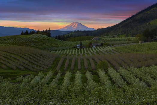 Pear Orchards Rolling Hills and Mount Adams View at Hood River Oregon during sunset