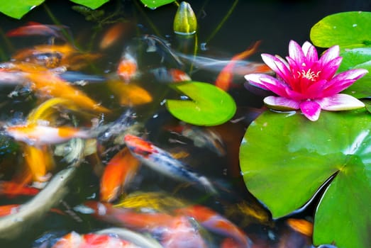 Koi Fish swimming among the water lily pads and flower in the pond