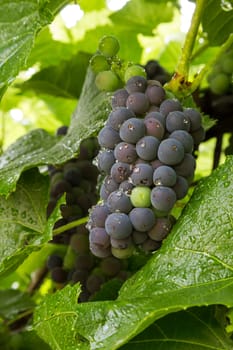 A cluster of wine grapes ripening on the vine.