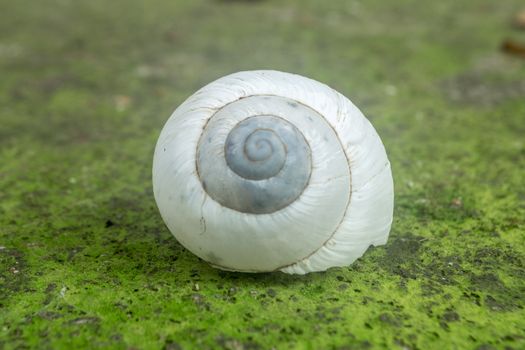White Snail on the stairs, beatiful combination of colour.