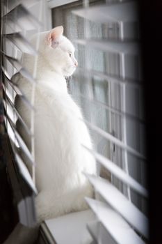 A white cat looks out the window.