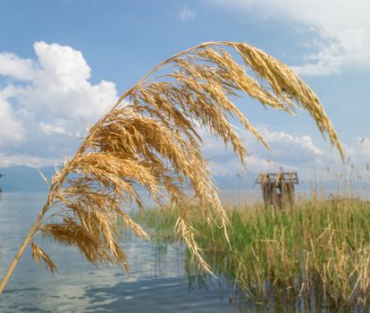 Golden reed in the lake